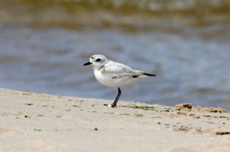 Snowy Plover, Big Sable River mouth, Ludington State Park, MI, June 13, 2012