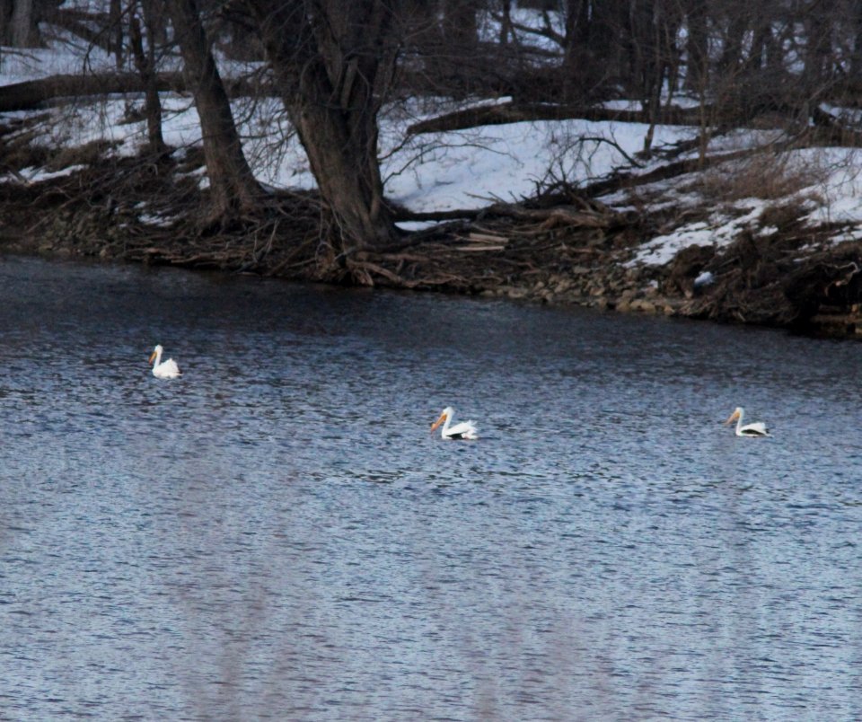 American White Pelicans, Kaposia Landing, South St. Paul, MN, 13 March 2013