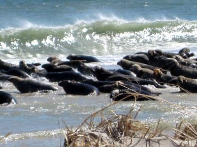 Seals on South Monomoy Island photo