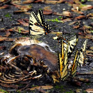 Eastern Tiger Swallowtail Butterflies