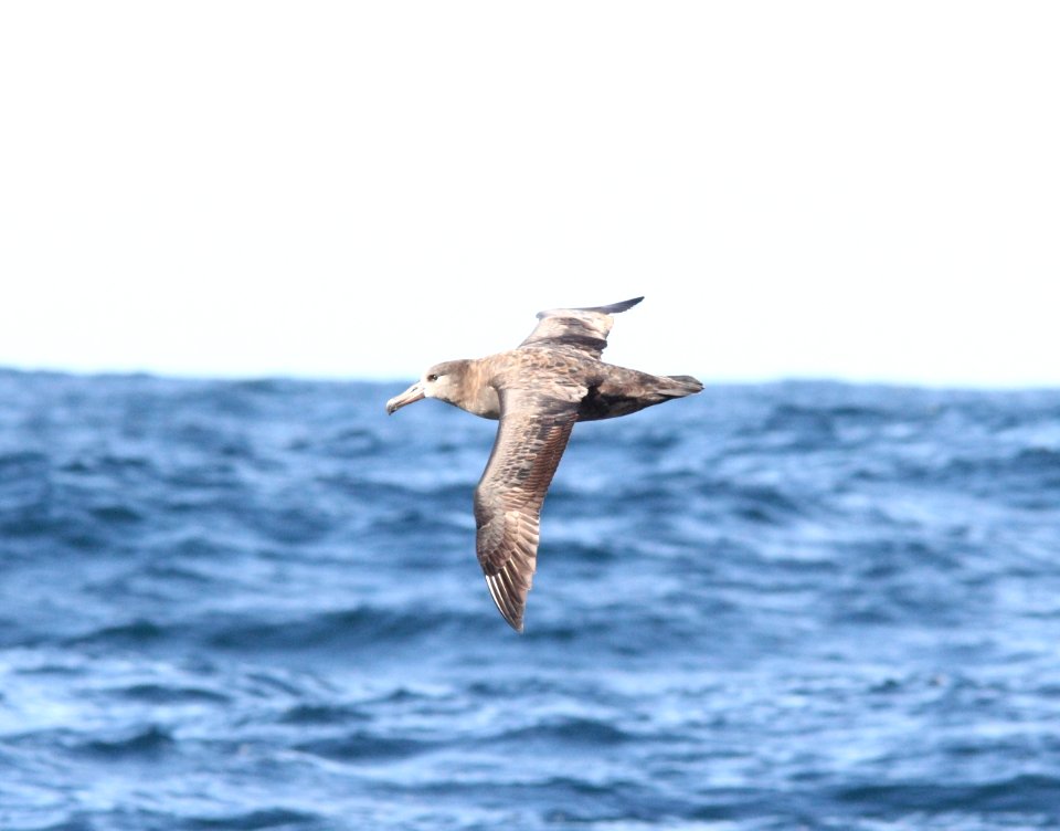 Black-footed Albatross, 30 miles offshore of Newport, OR, 20 October 2012