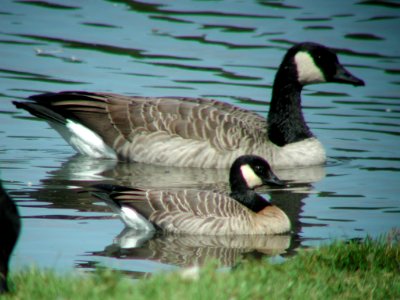 "Richardson's" Cackling Goose, Walker, MI, September 4, 2005