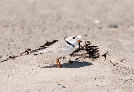 Piping Plovers Return - Spring 2014 photo