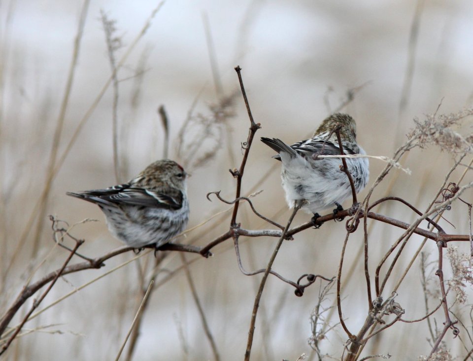 Hoary Redpoll (right), Greenville, MI, 21 January 2013