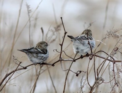Hoary Redpoll (right), Greenville, MI, 21 January 2013