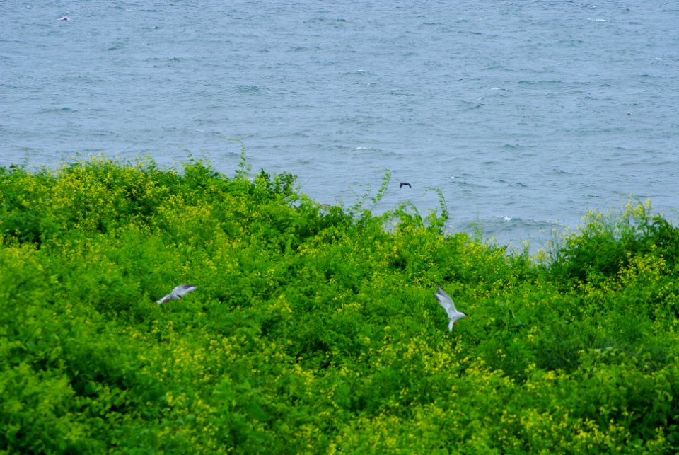 Great Gull Island, NY