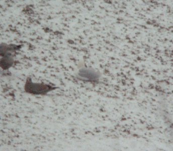 Glaucous Gull, adult, Kent Co. landfill, Jan 14, 2013