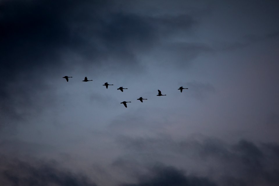 Tundra Swans (Cygnus columbianus)