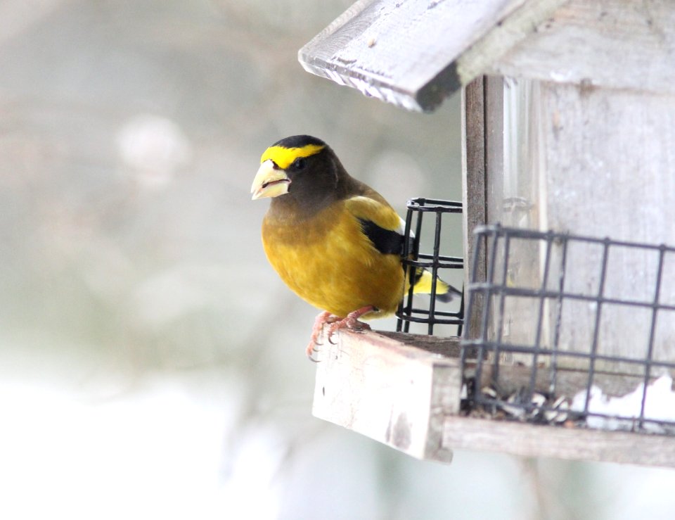 Evening Grosbeak, Sand Lake MI, 10 December 2012