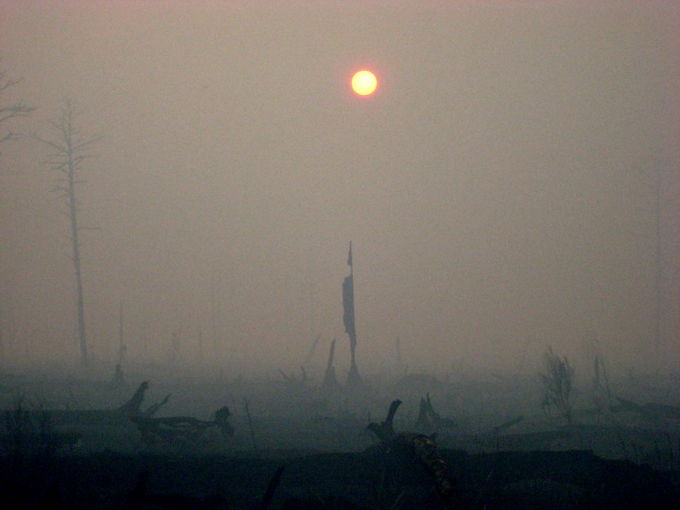 Sun, smoke, and snags