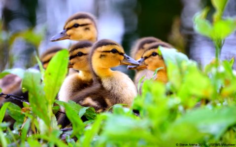 Eight Mallard (Anas platyrhynchos) chicks