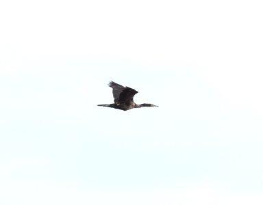 Pelagic Cormorant, Pt. Brown Jetty, WA, 18 October 2012 photo