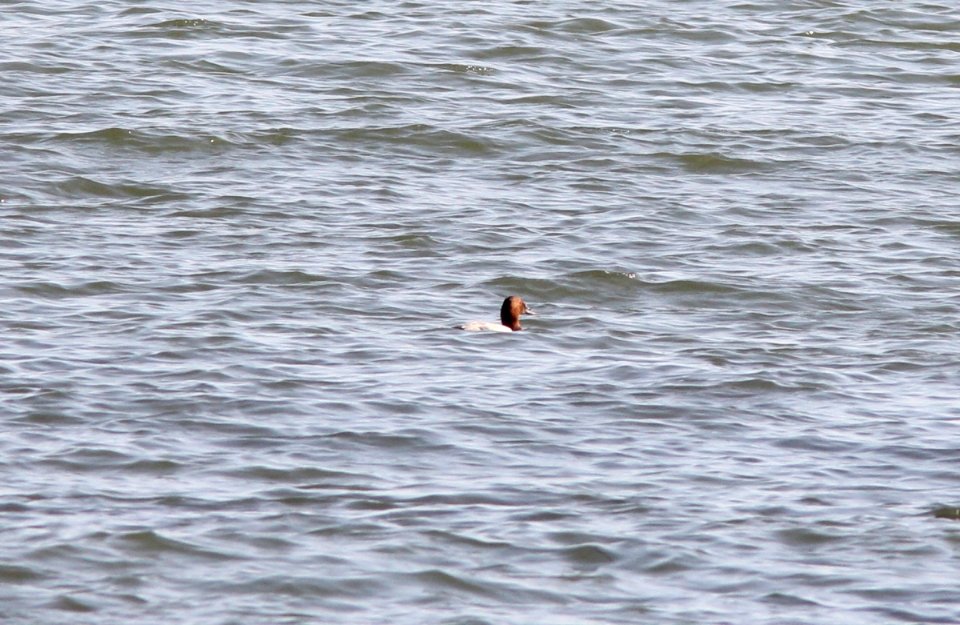 Canvasback, Pte. Mouillee SGA, July 25, 2012