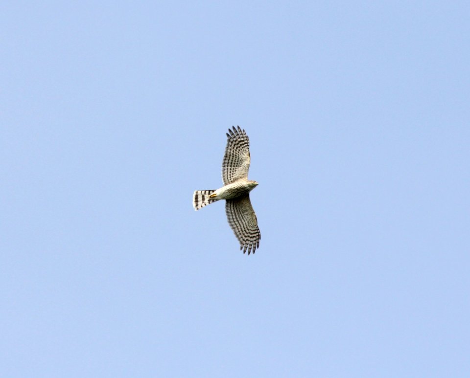 Sharp-shinned Hawk, Trenton, MI, September 21, 2012