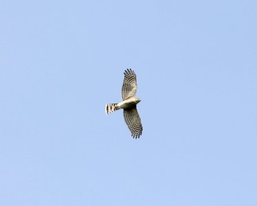 Sharp-shinned Hawk, Trenton, MI, September 21, 2012