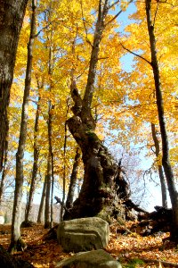 Fall color at Missisquoi National Wildlife Refuge's  the Eagle Point Unit