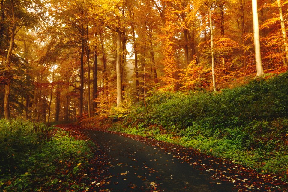 Trees autumn fall