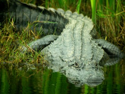 Texas Gator photo