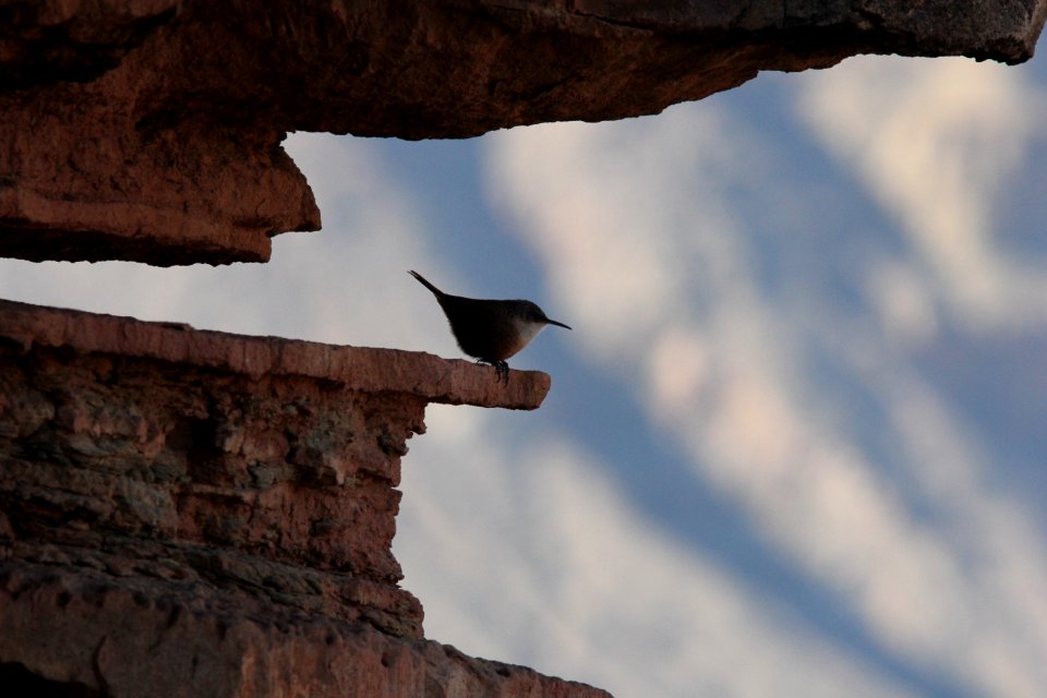 Canyon Wren, lower s. Kaibab Trail, Grand Canyon NP, AZ, November 6, 2012