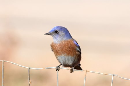 Western Bluebird, Visitor Center, Grand Canyon NP, November 6, 2012