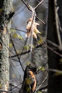 American Robin hanged by string, 2 May 2013, Reed's Lake, Grand Rapids, MI