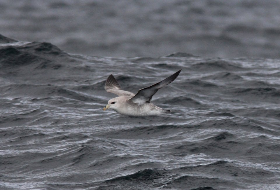 Northern Fulmar, 30 miles offshore of Newport, OR, 20 October 2012