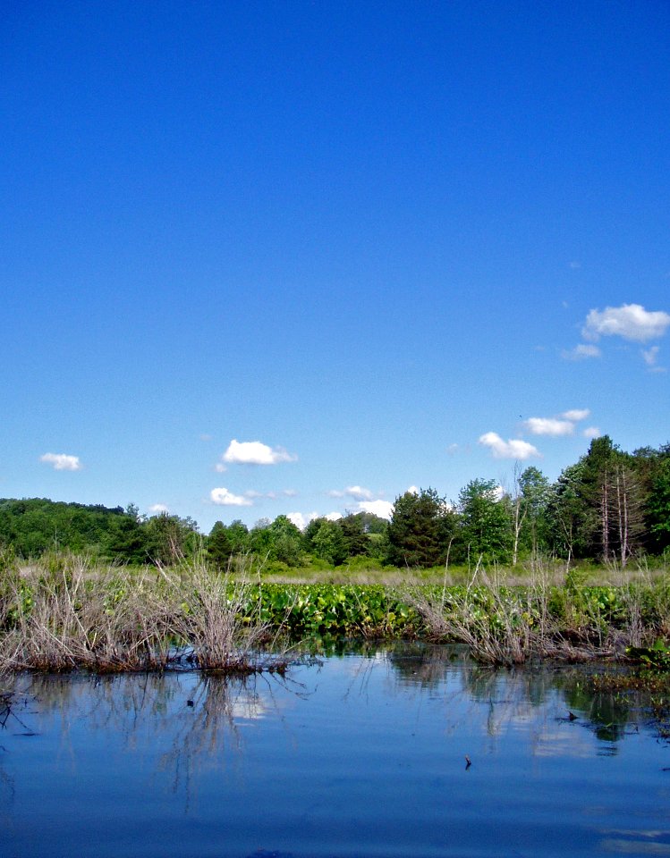 Wetlands