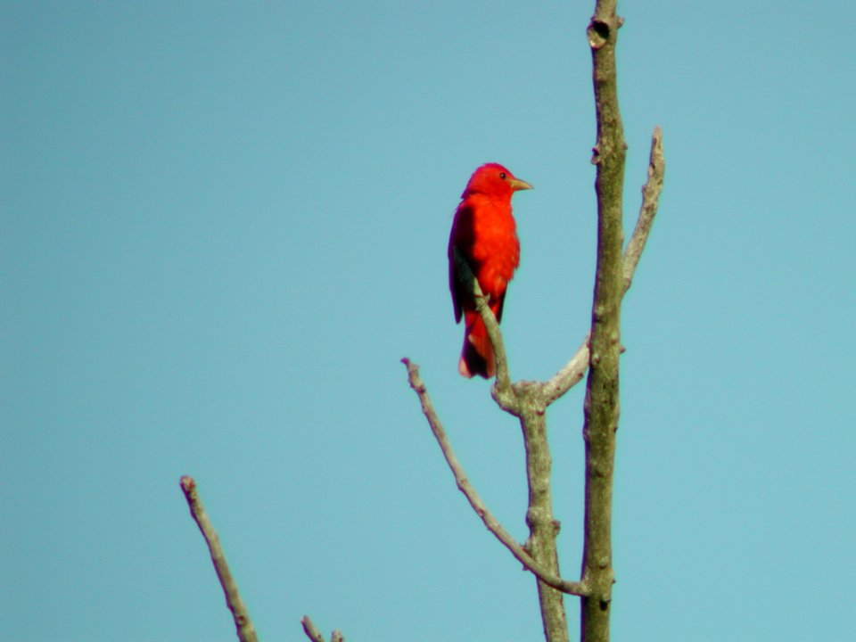 Summer Tanager, Warren Dunes SP, July 23, 2005