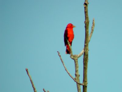 Summer Tanager, Warren Dunes SP, July 23, 2005