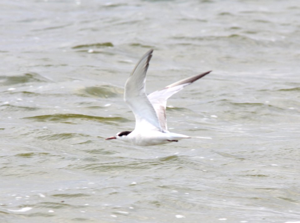 Common Tern, Lincoln Lake, September 17, 2012