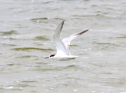 Common Tern, Lincoln Lake, September 17, 2012