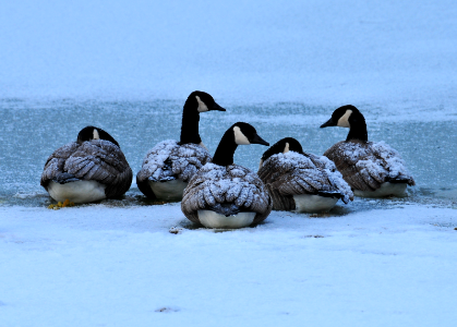 Canada geese by Doug Racine photo
