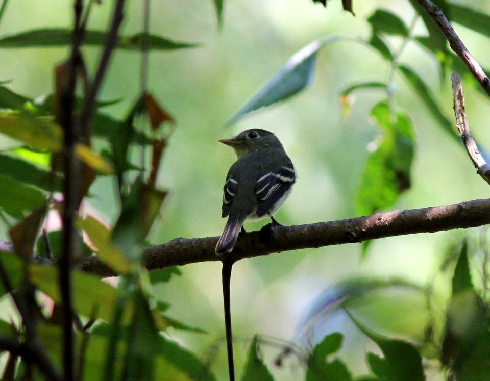 Yellow-bellied Flycatcher, Sand Lake, MI September 6, 2012