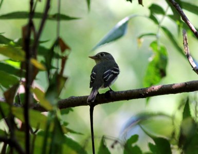 Yellow-bellied Flycatcher, Sand Lake, MI September 6, 2012 photo