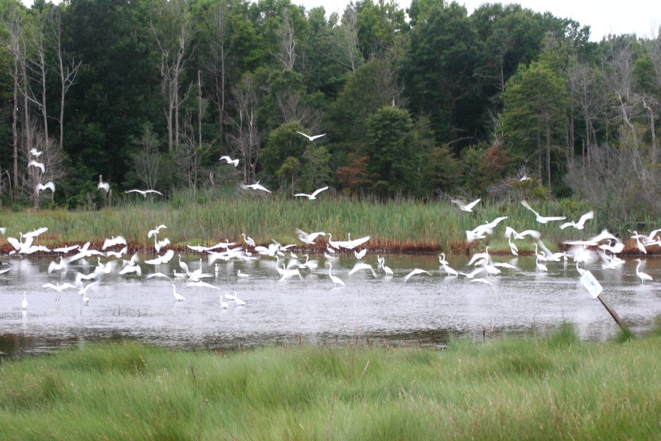 Flock of Egrets in the Marsh
