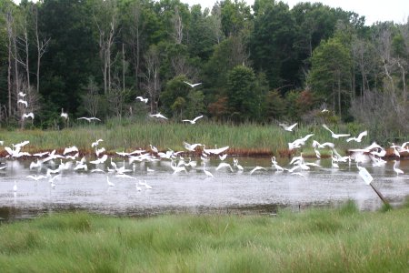 Flock of Egrets in the Marsh