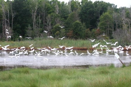 Flock of Egrets in the Marsh photo