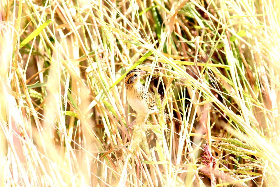 Le Conte's Sparrow, McCool's Pond, Indiana, September 29, 2012