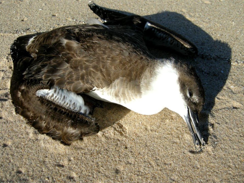 Great Shearwater specimen, Sleeping Bear Dunes NL, September 9, 2012