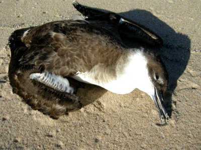 Great Shearwater specimen, Sleeping Bear Dunes NL, September 9, 2012