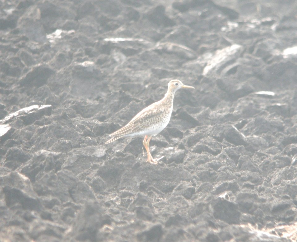 Upland Sandpiper, 84th and Wilson celery flats, Byron Center, MI, August 27, 2012
