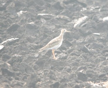 Upland Sandpiper, 84th and Wilson celery flats, Byron Center, MI, August 27, 2012