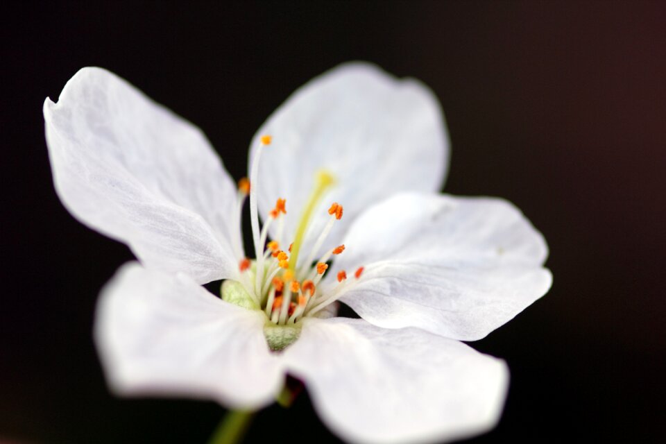 Spring flowers nature plant