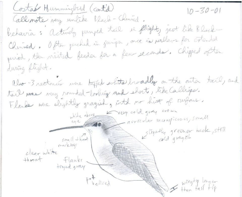 Costa's Hummingbird, Corvallis MT (1st state record), October 30, 2002