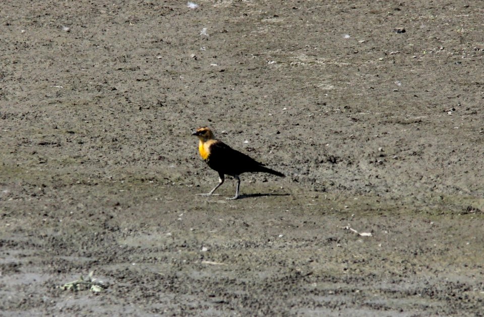 Yellow-headed Blackbird (cell 3), Pte. Mouillee SGA, July 25, 2012