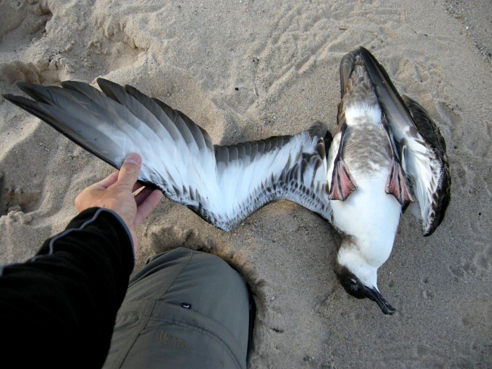 Great Shearwater specimen, Sleeping Bear Dunes NL, September 9, 2012