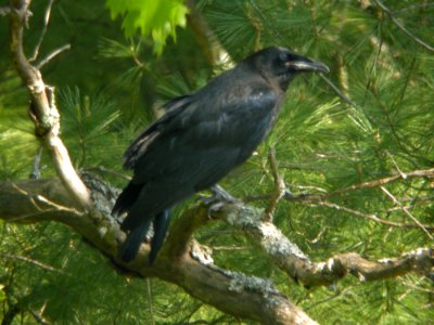 Common Raven (fledgling), May 24, 2012, Howard Christensen Nature Center photo