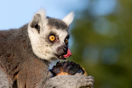 Ring-tailed lemur 2016-01-08-00705 photo