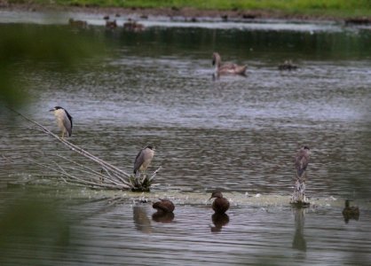 Black-crowned Night-Herons, Rivertown Crossings Mall, Grandville MI, August 8, 2012