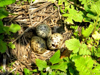 Great Gull Island, NY photo